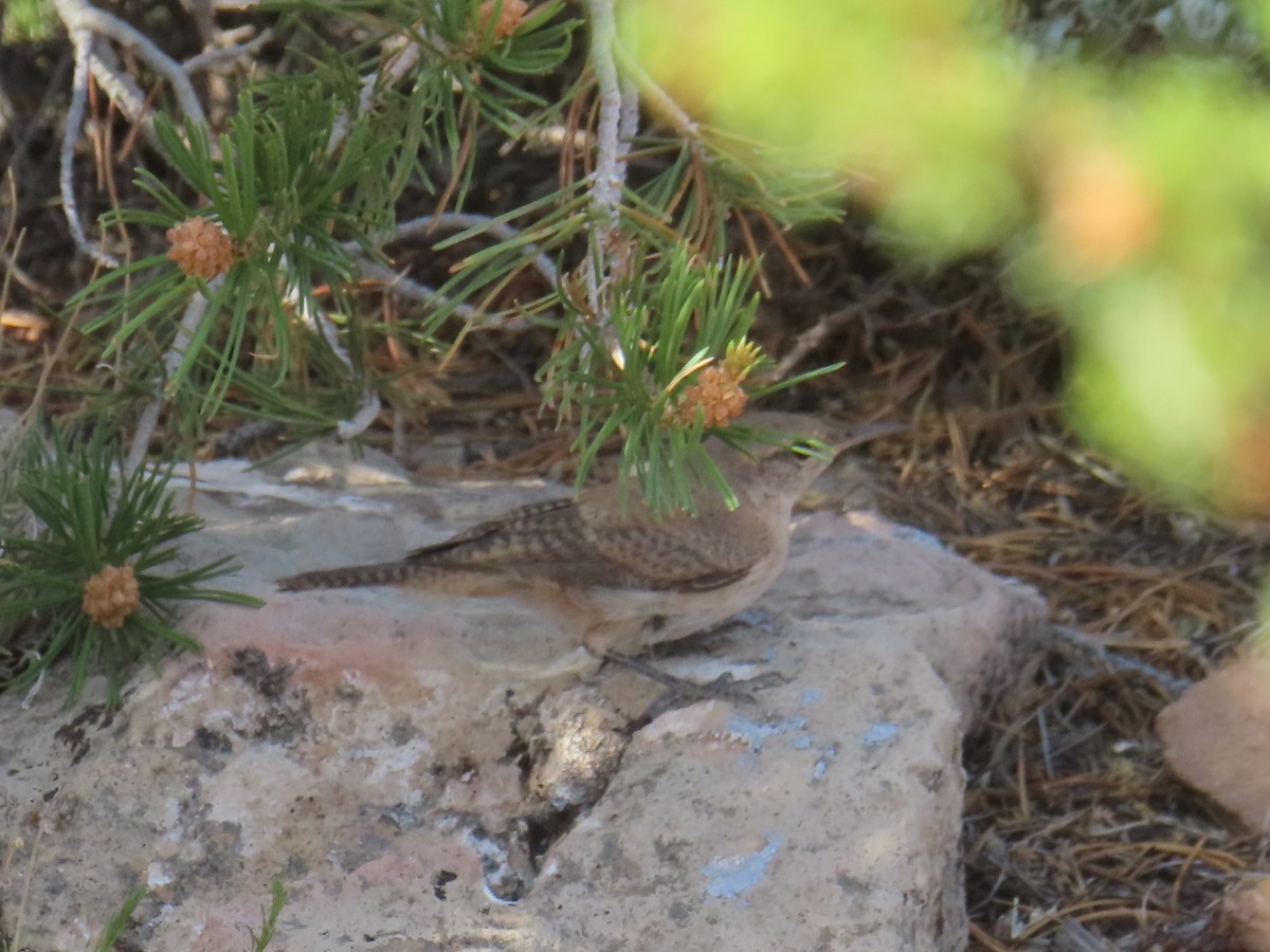 Rock Wren - ML620724816