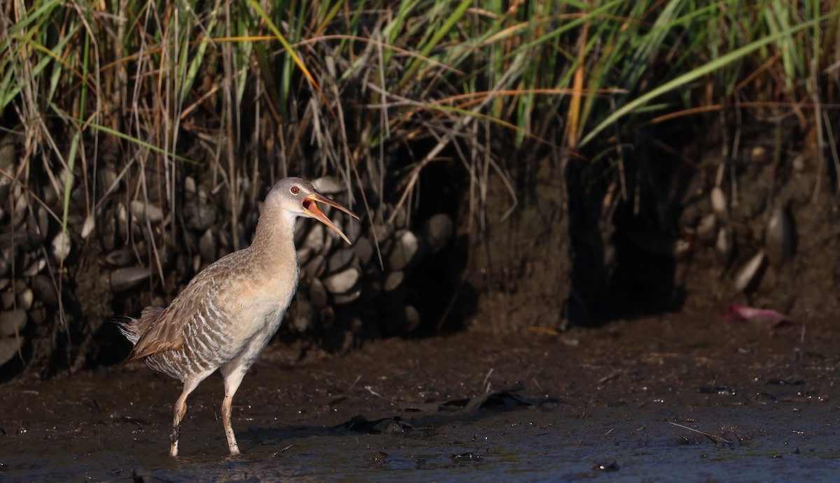 Clapper Rail - Jeff Holmes