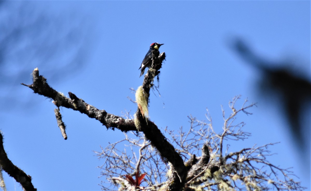 Acorn Woodpecker - ML620724824