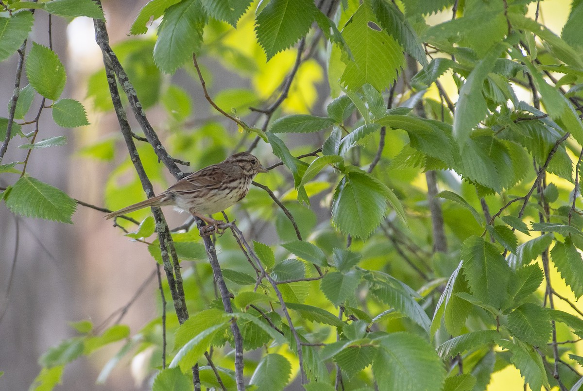 Song Sparrow - ML620724825