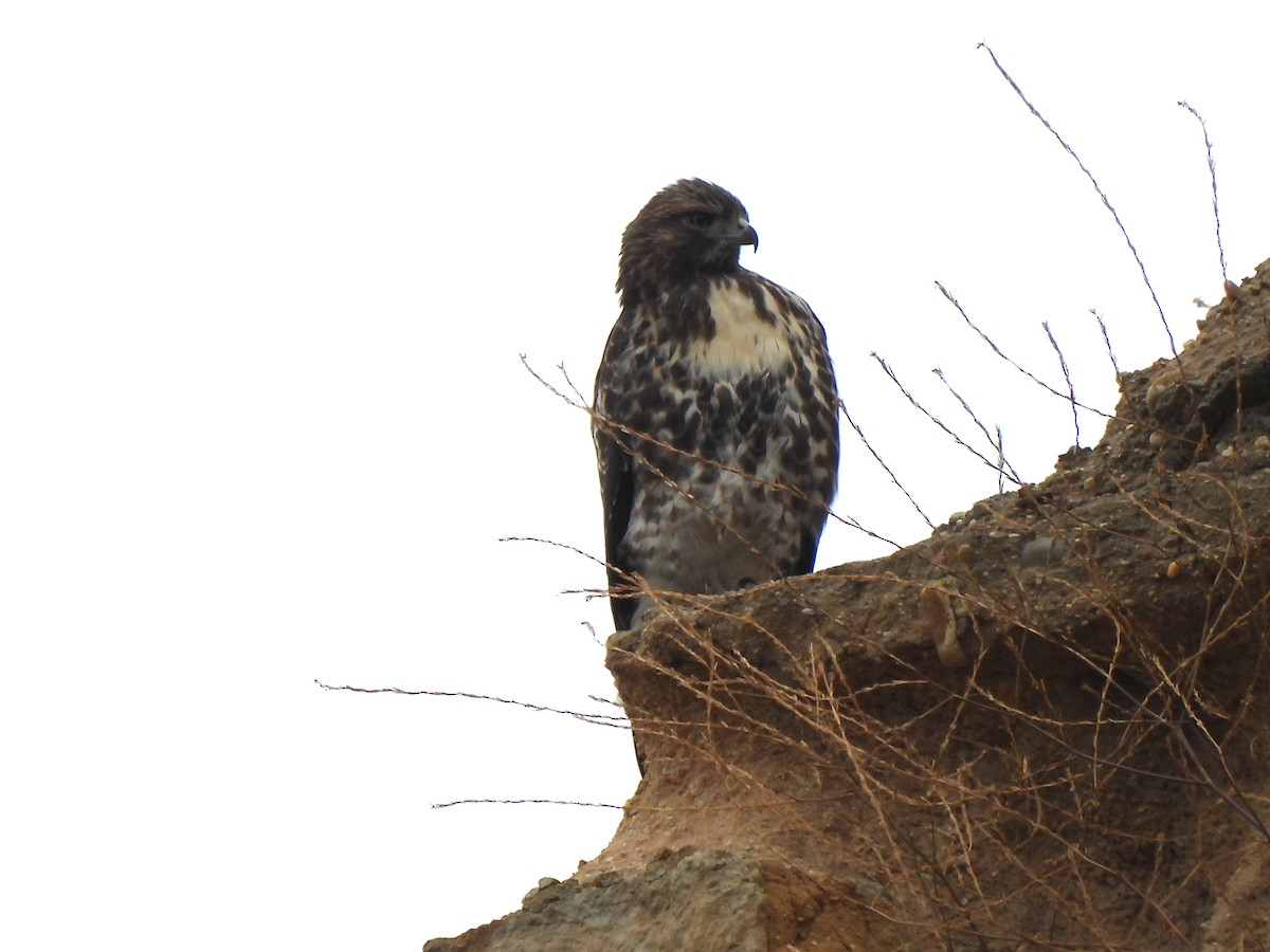 Red-tailed Hawk - ML620724828