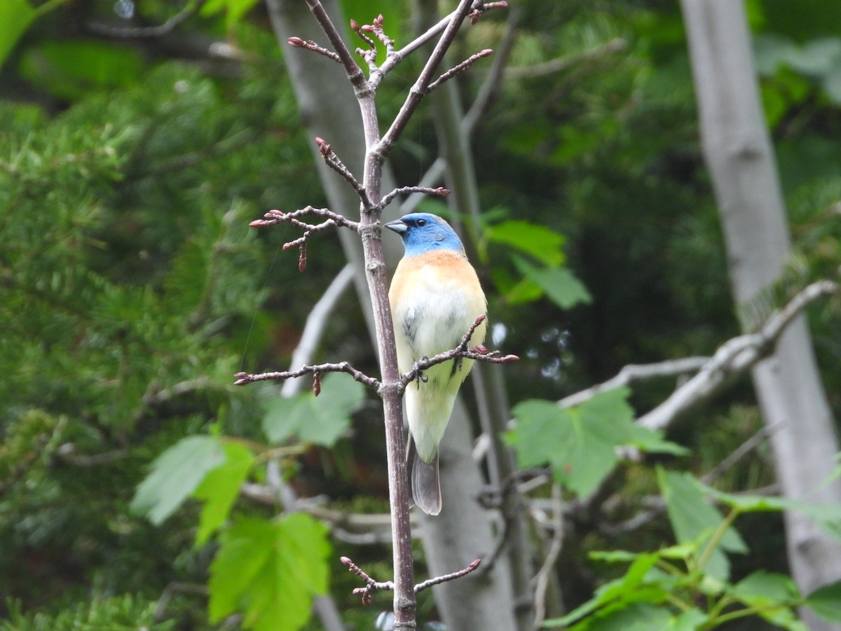 Lazuli Bunting - ML620724833