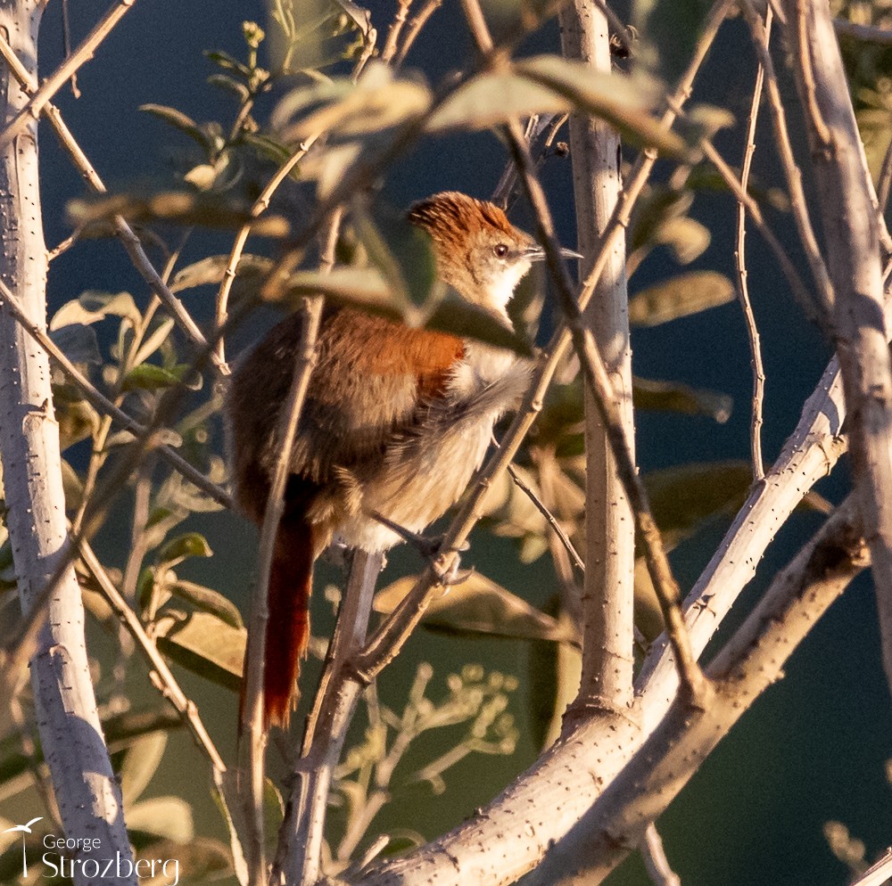 Yellow-chinned Spinetail - ML620724838