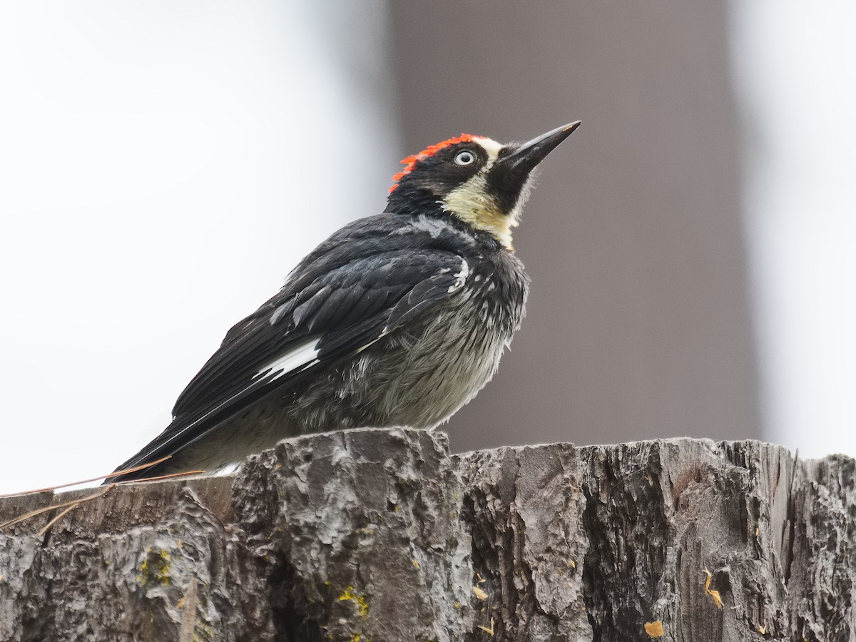 Acorn Woodpecker - ML620724850