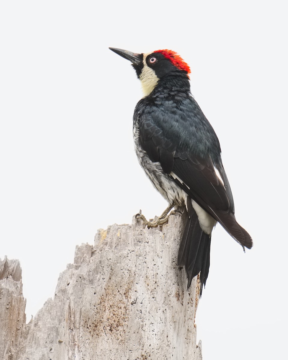 Acorn Woodpecker - ML620724853