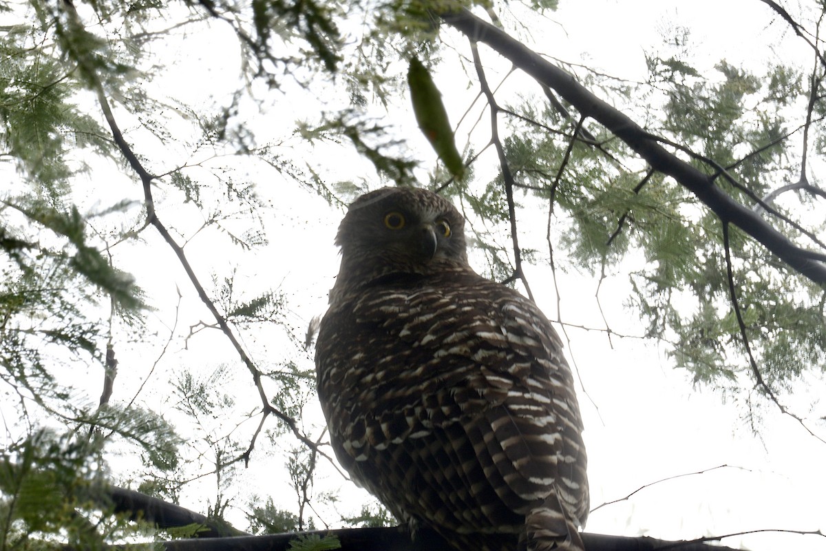 Powerful Owl - ML620724861