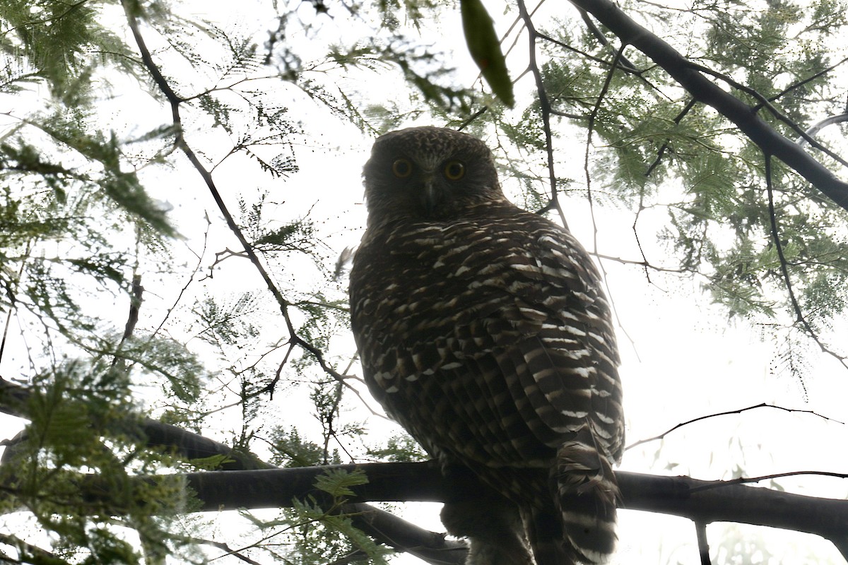 Powerful Owl - ML620724862