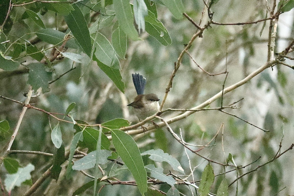 Superb Fairywren - ML620724867