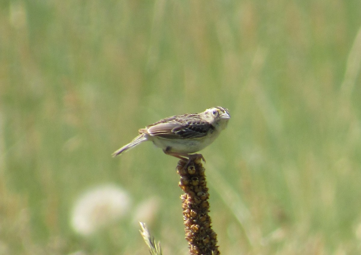 Grasshopper Sparrow - ML620724869