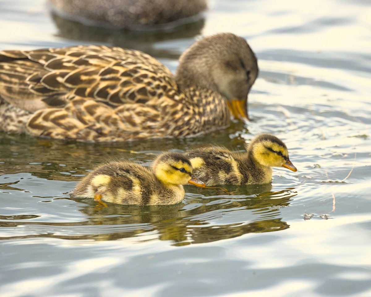 Gadwall - ML620724874