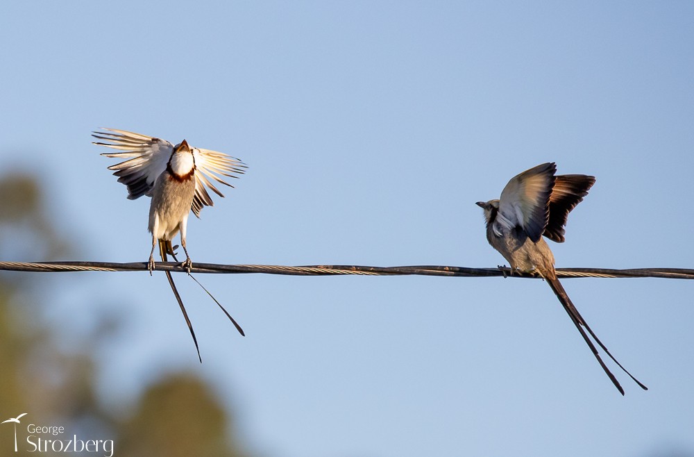 Streamer-tailed Tyrant - ML620724877