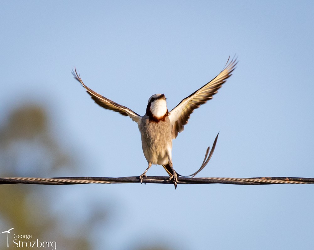 Streamer-tailed Tyrant - ML620724879