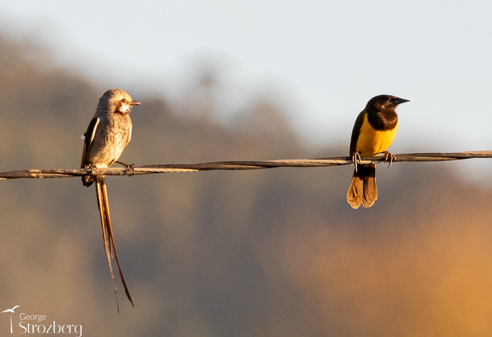 Streamer-tailed Tyrant - ML620724880