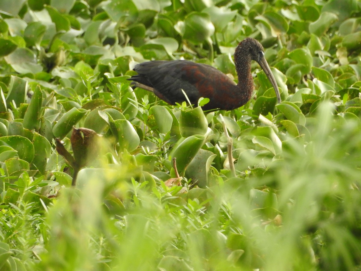 ibis hnědý - ML620724882