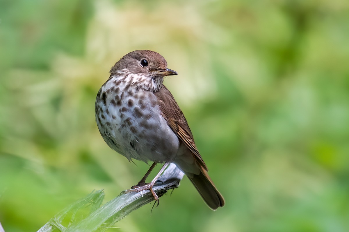 Hermit Thrush - ML620724884