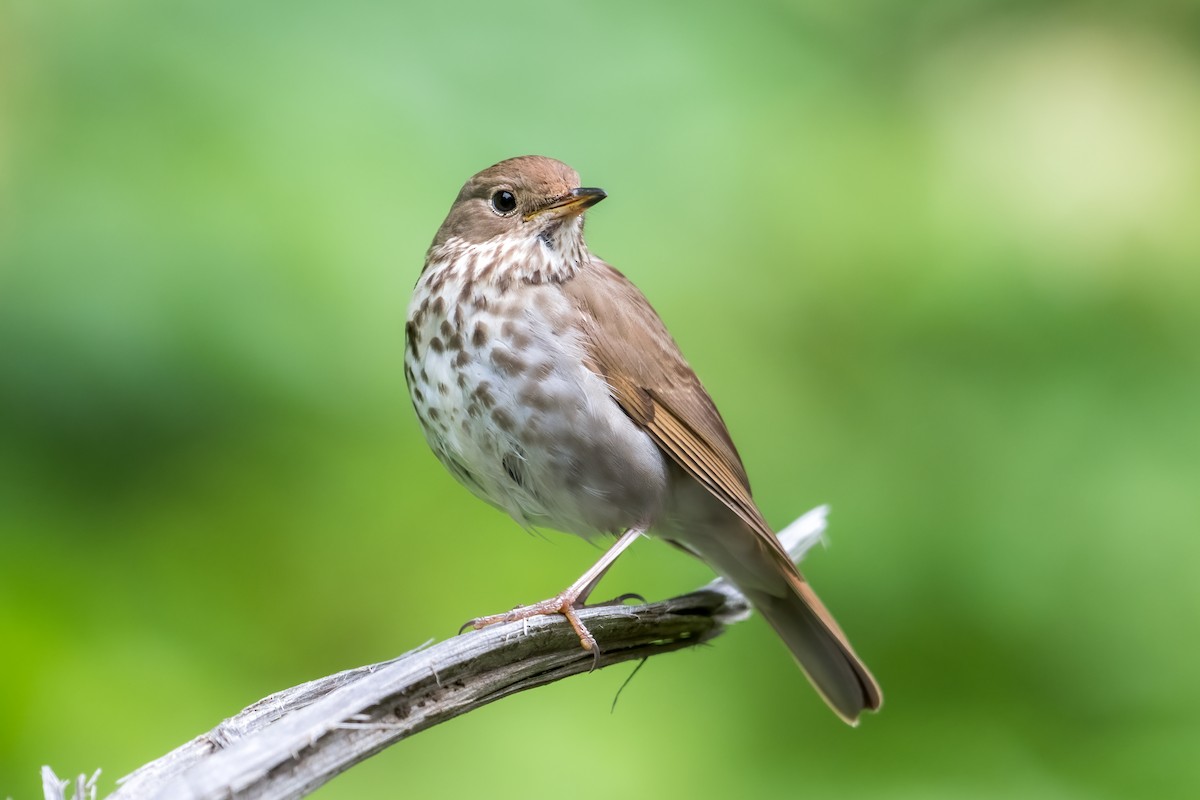 Hermit Thrush - ML620724885