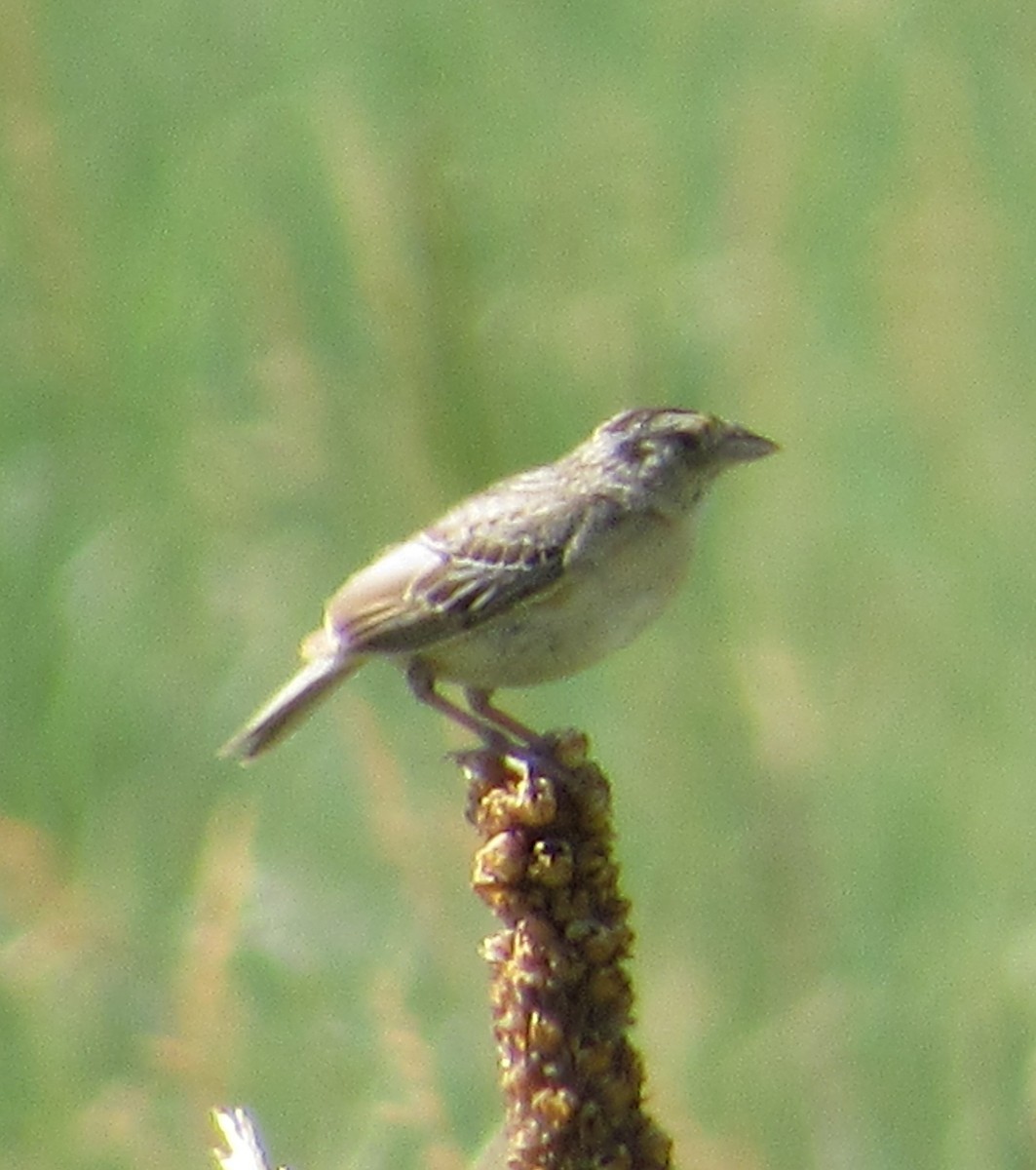 Grasshopper Sparrow - ML620724886