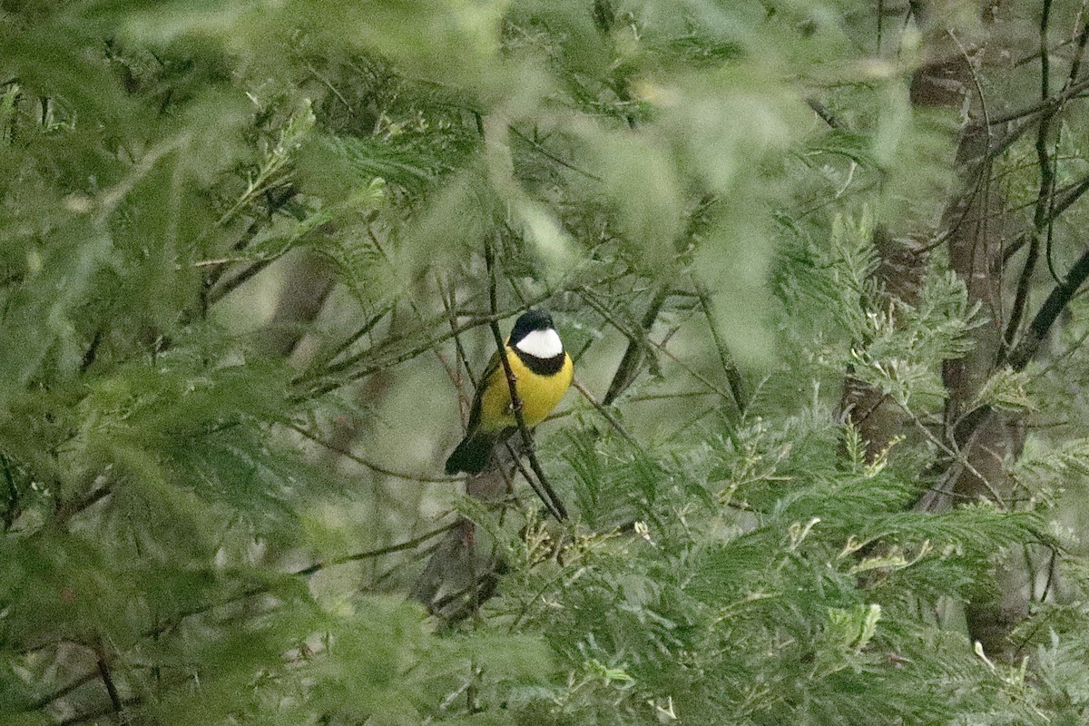 Golden Whistler - ML620724888