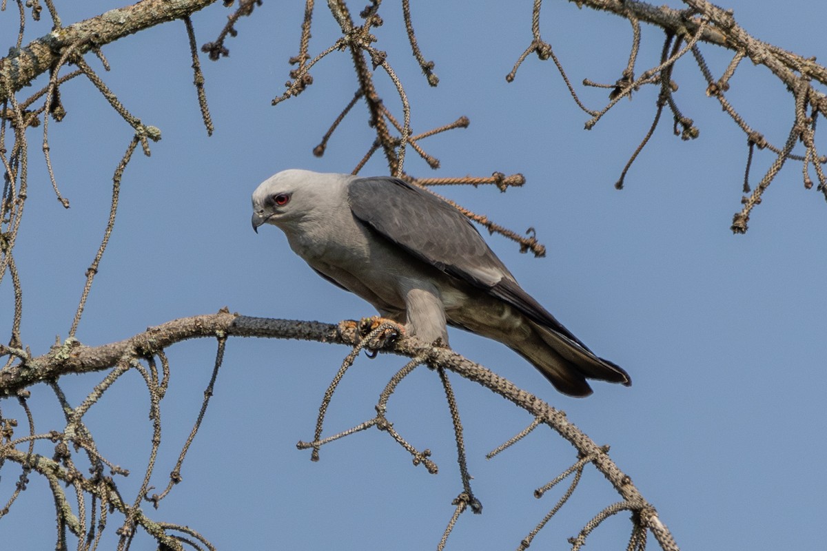 Mississippi Kite - ML620724896