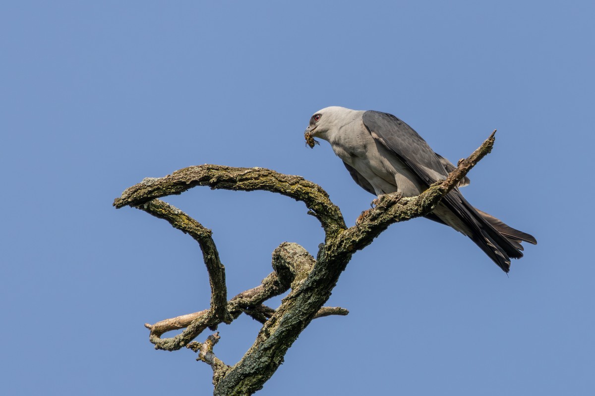 Mississippi Kite - ML620724898