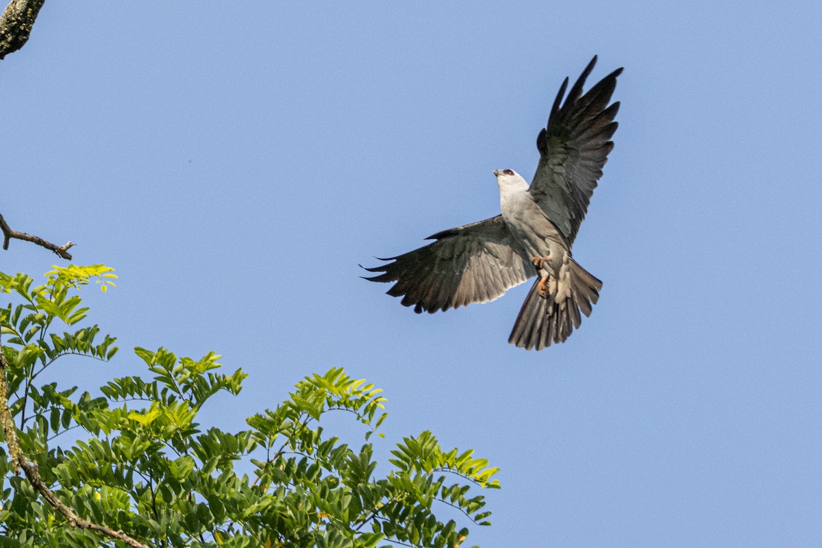 Mississippi Kite - ML620724899