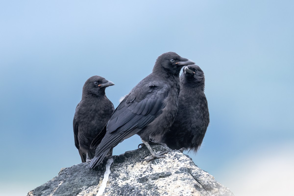 American Crow - ML620724907