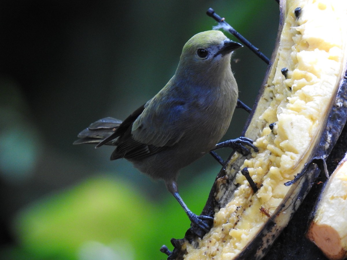Palm Tanager - ML620724909