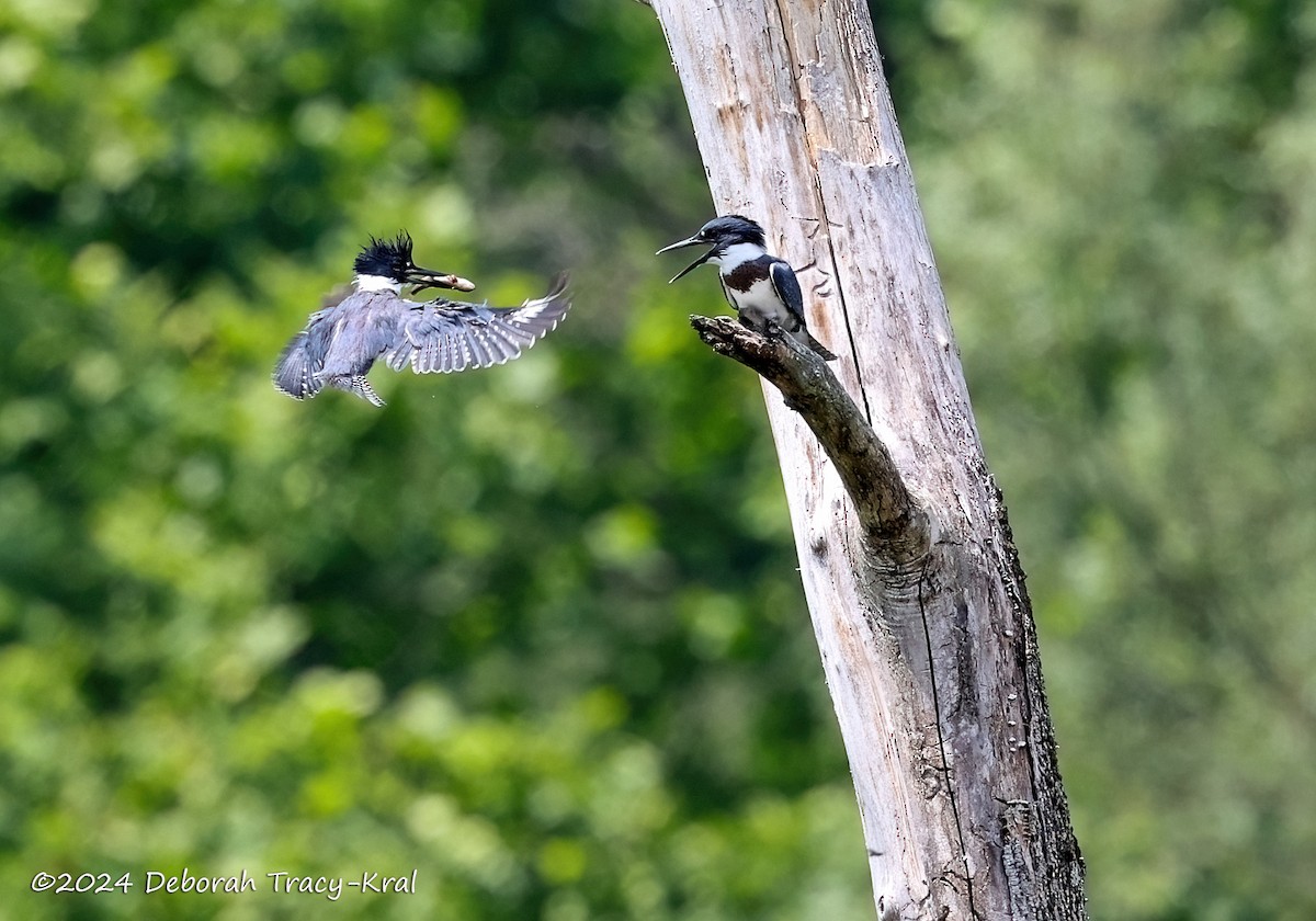 Belted Kingfisher - ML620724920