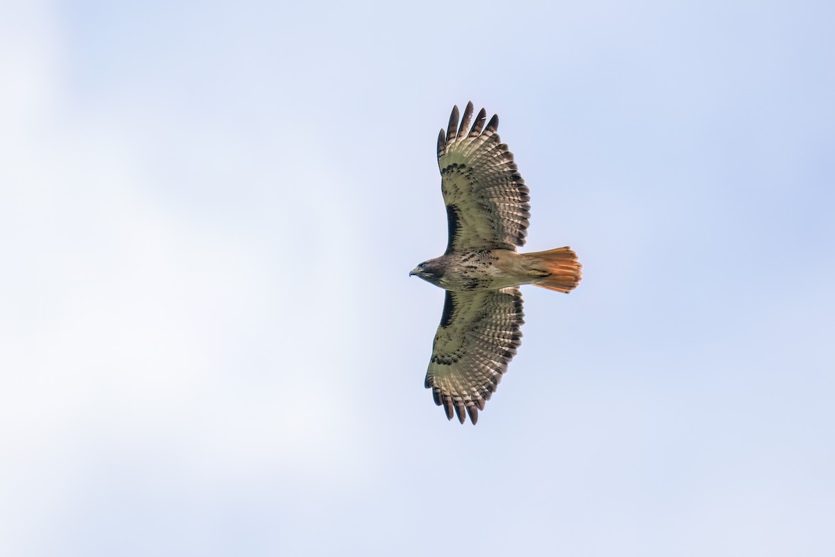 Red-tailed Hawk - ML620724933