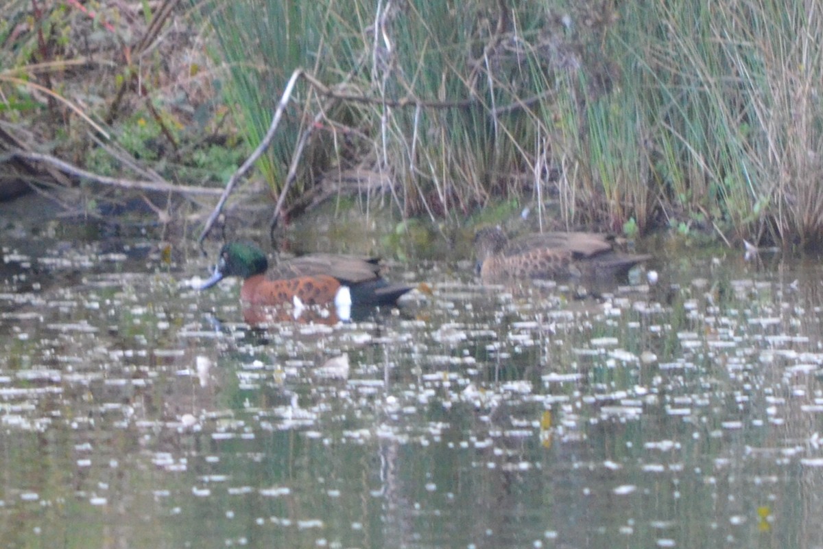 Chestnut Teal - Russell Plew
