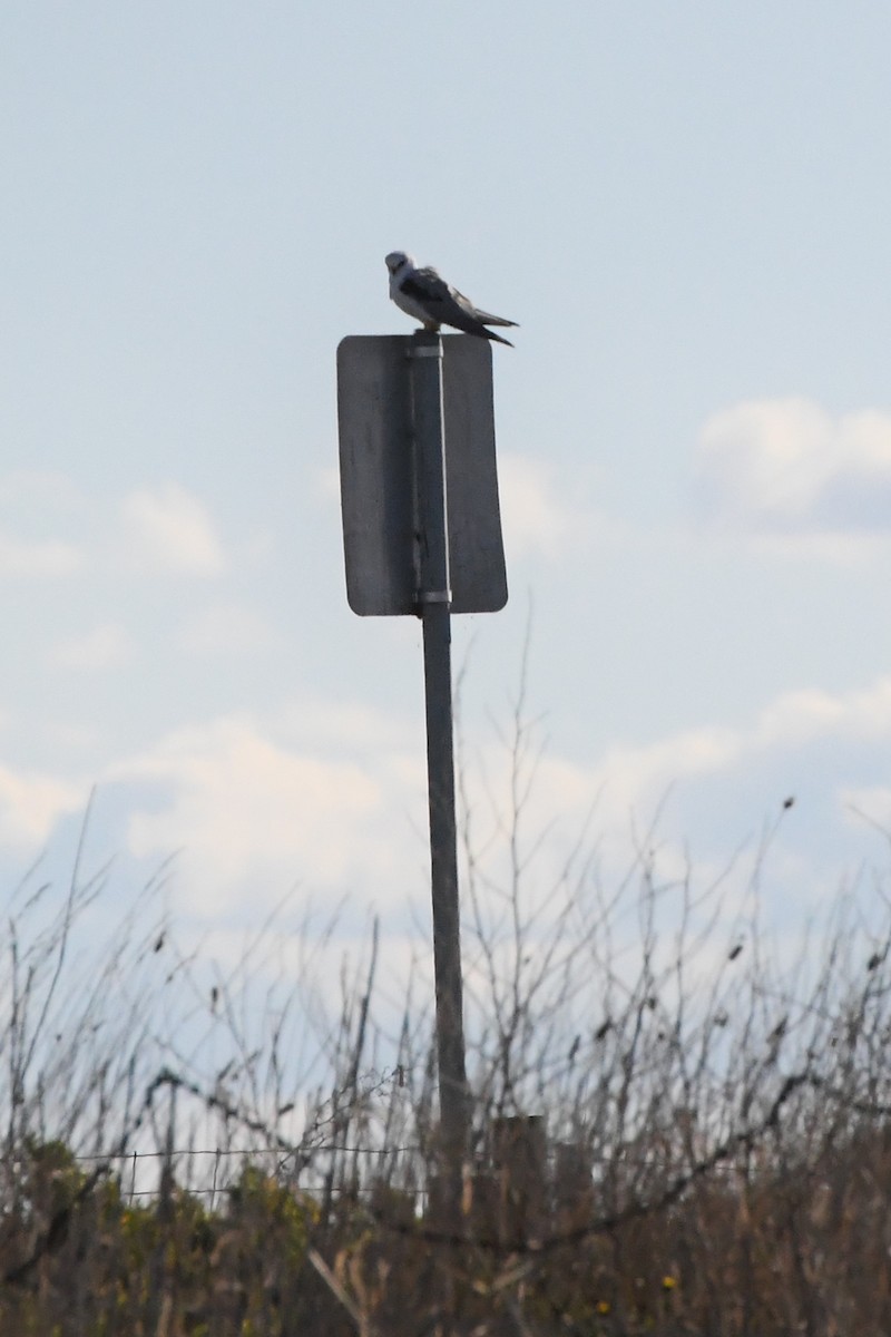 Black-shouldered Kite - ML620724949