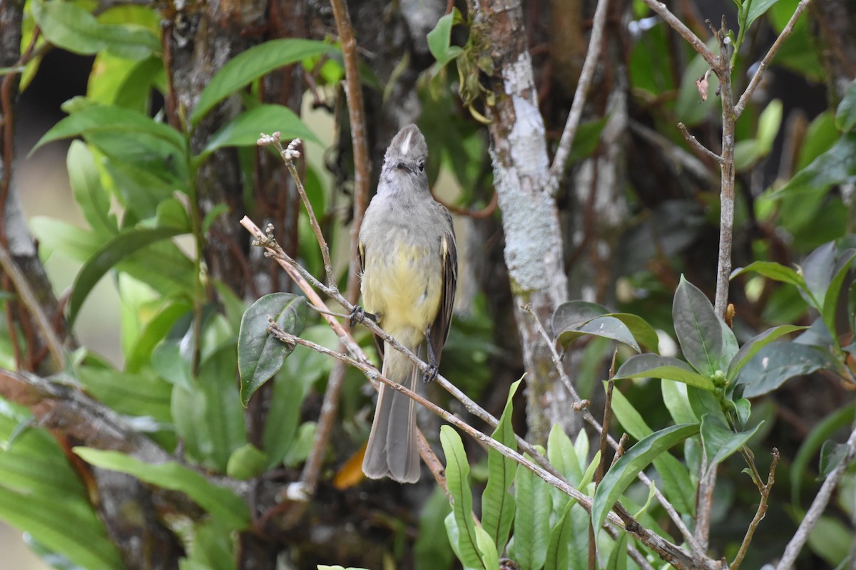 Yellow-bellied Elaenia - Jerry Davis