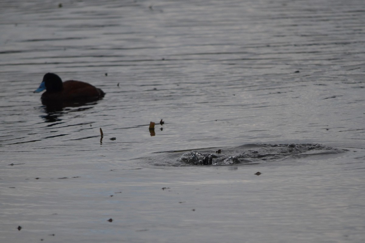 Blue-billed Duck - ML620724963