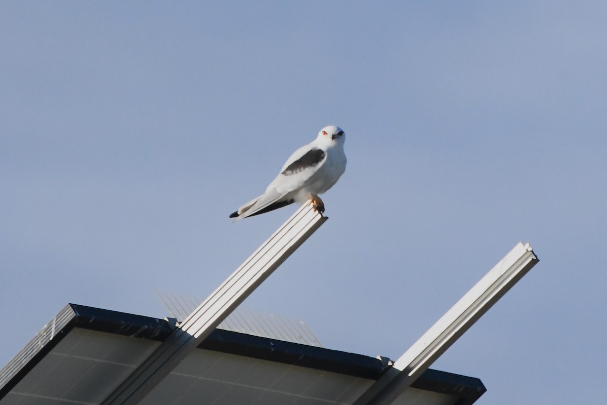 Black-shouldered Kite - ML620724964