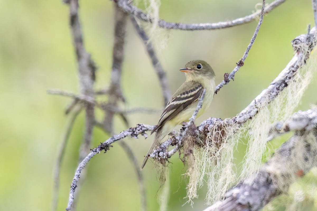 Yellow-bellied Flycatcher - ML620724966