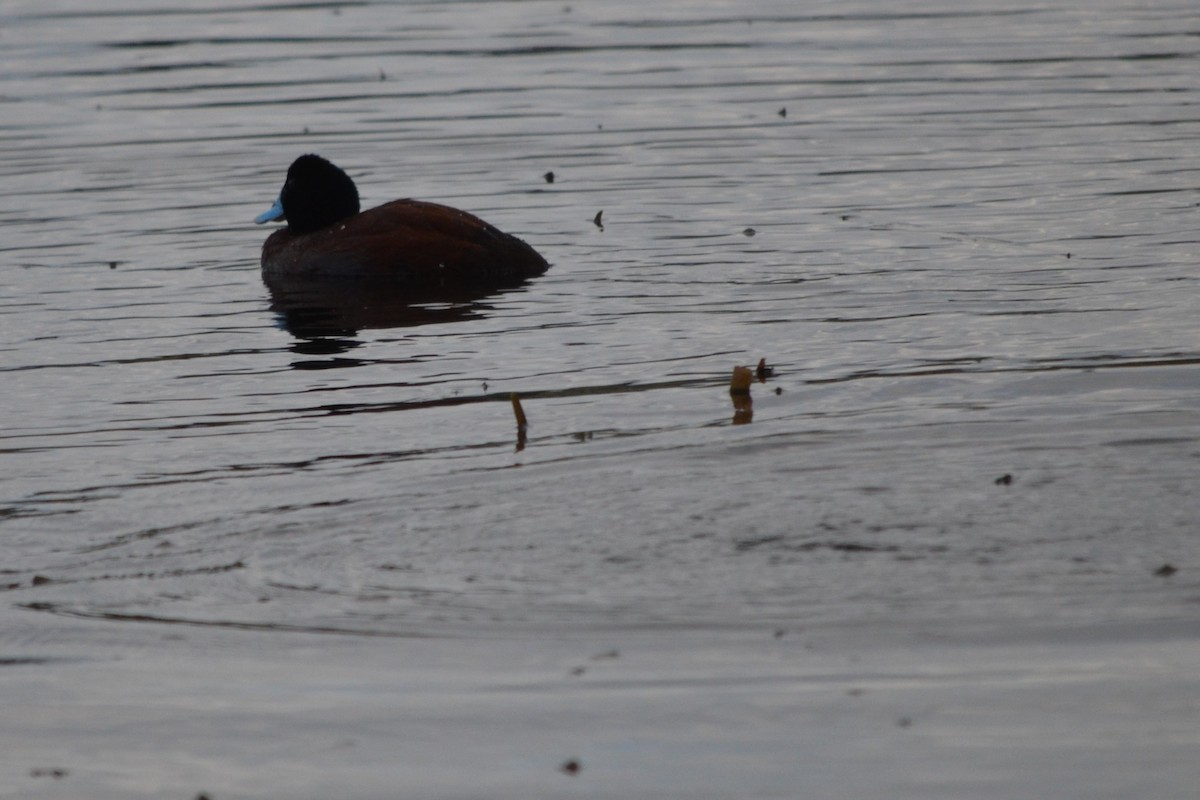 Blue-billed Duck - ML620724970