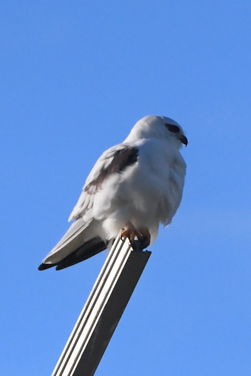 Black-shouldered Kite - ML620724972