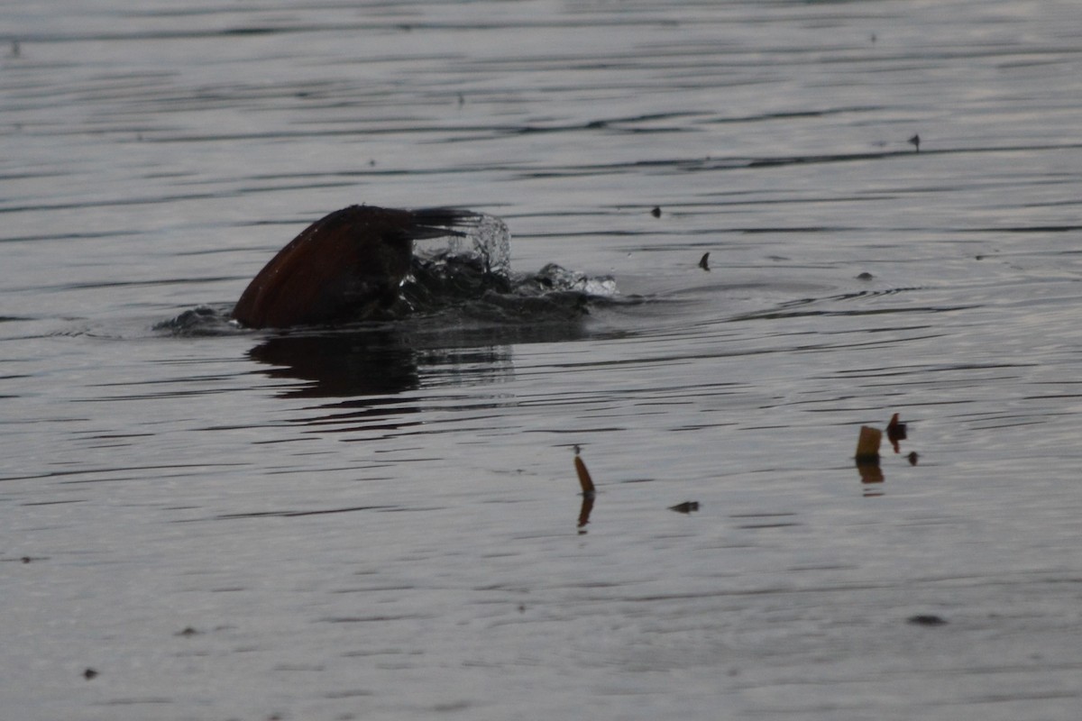 Blue-billed Duck - ML620724974