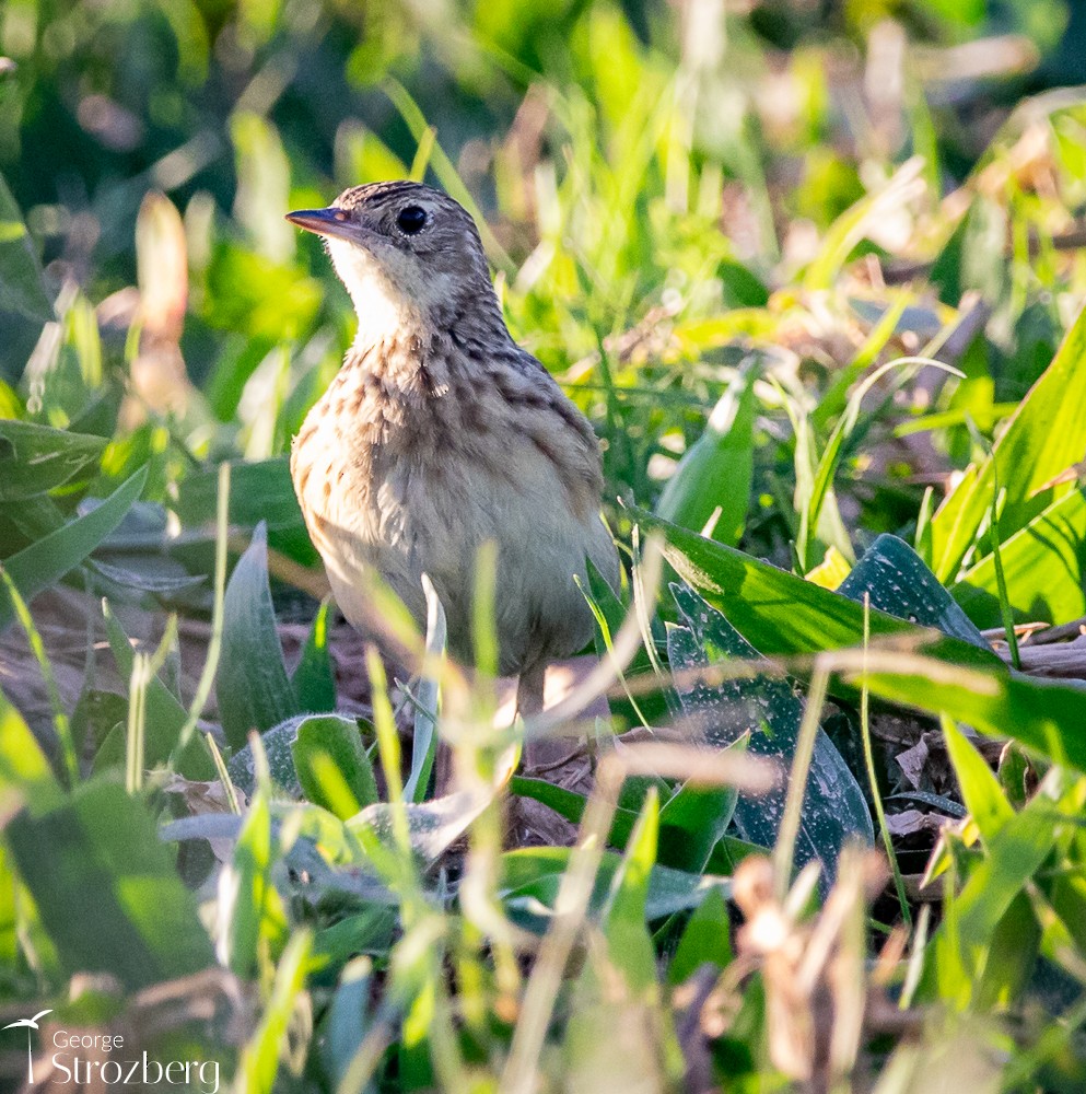 Yellowish Pipit - ML620724976