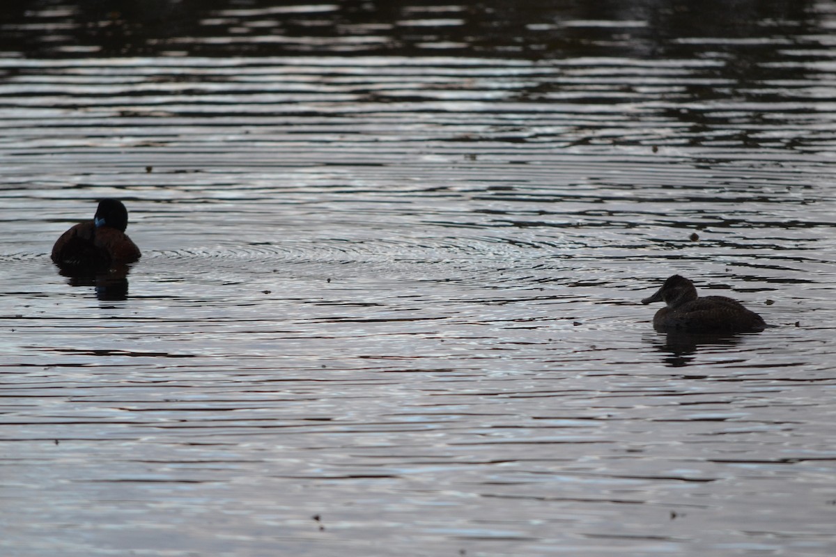 Blue-billed Duck - ML620724977