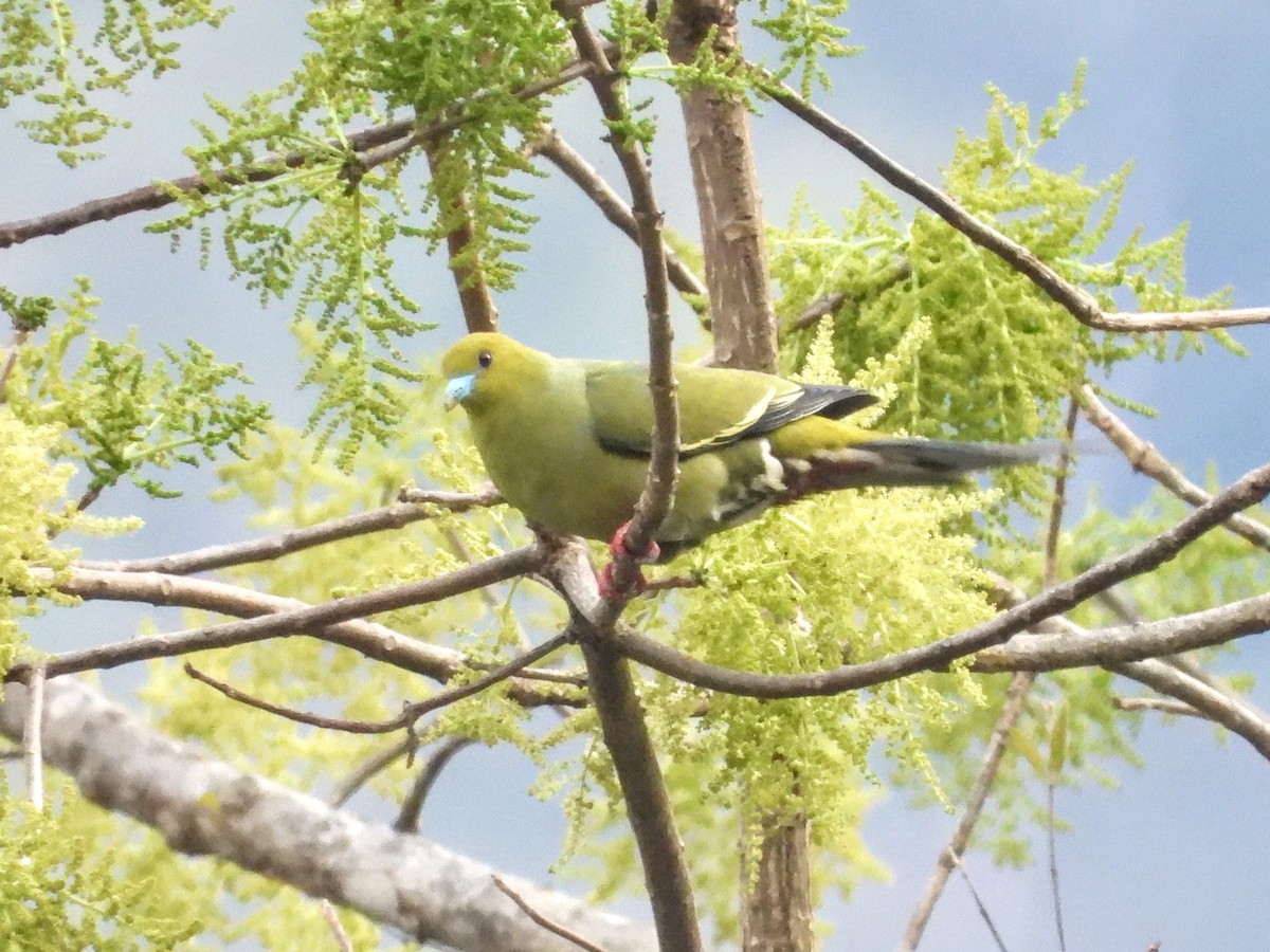 Pin-tailed Green-Pigeon - ML620724980