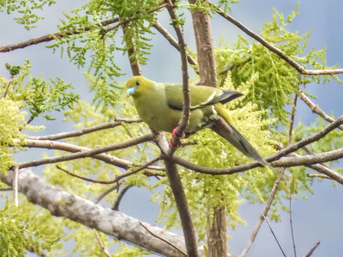 Pin-tailed Green-Pigeon - ML620724981