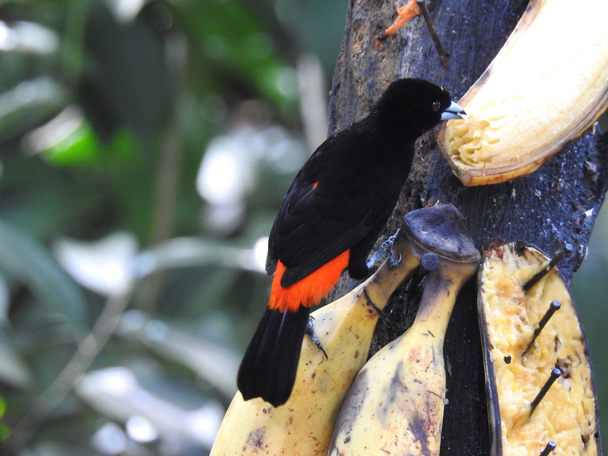 Scarlet-rumped Tanager - ML620724986