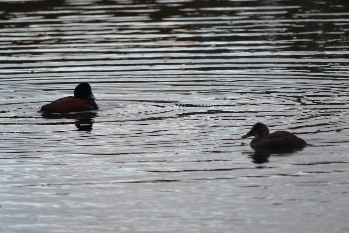 Blue-billed Duck - Russell Plew