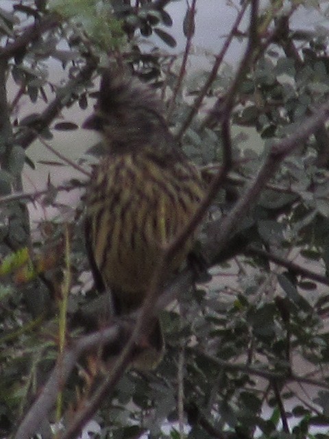 White-tipped Plantcutter - Hugo Rodriguez