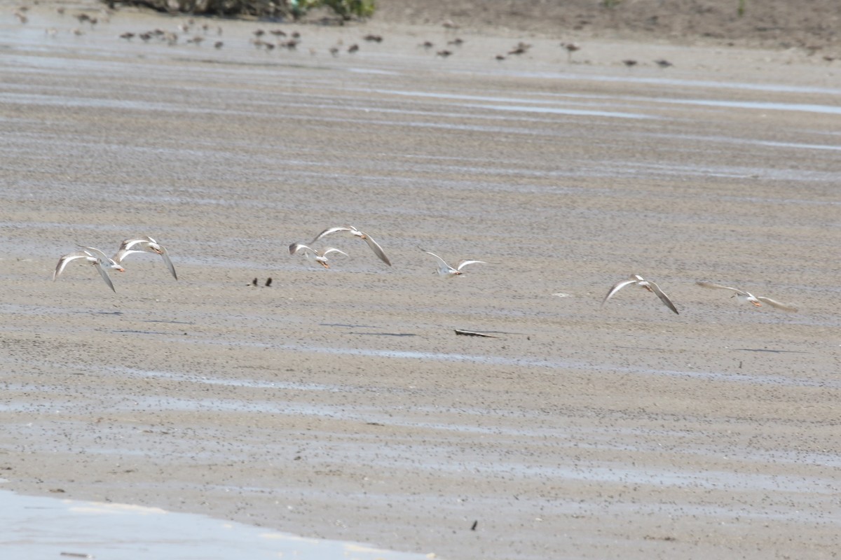 Common Redshank - ML620725001