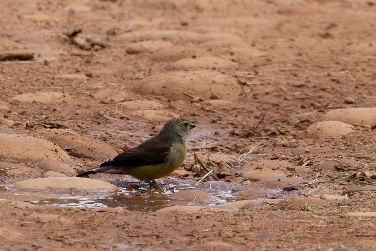 Cape Siskin - ML620725020