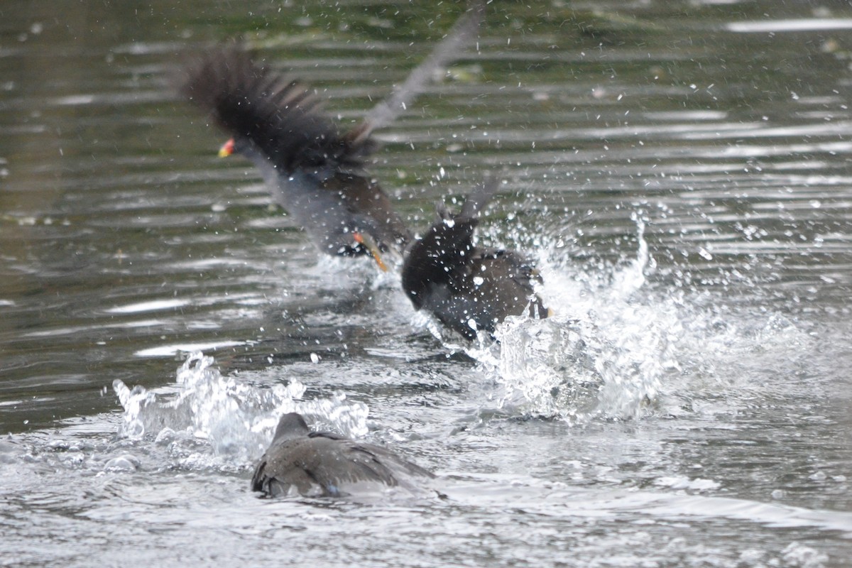 Dusky Moorhen - ML620725024