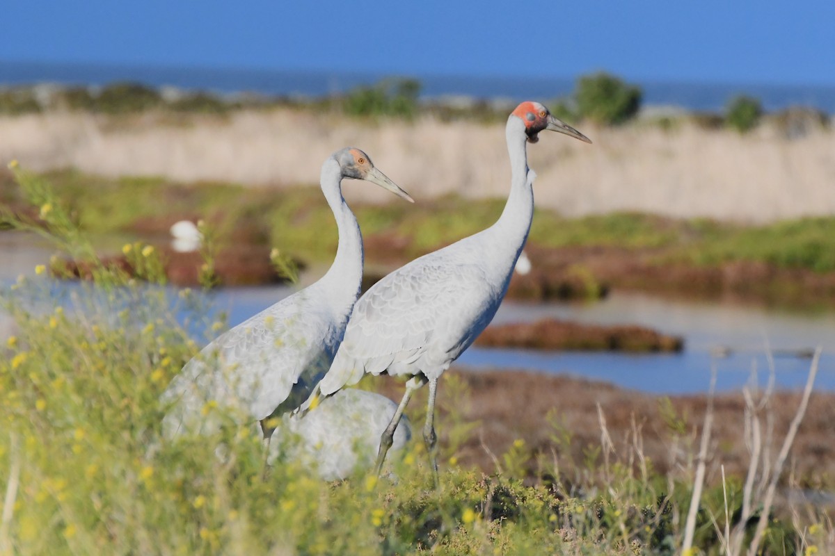 Grue brolga - ML620725031