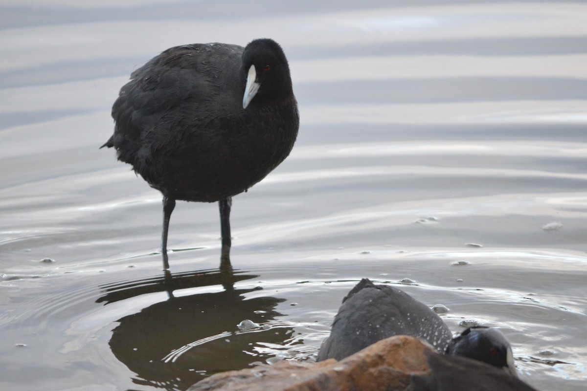 Eurasian Coot - Russell Plew